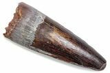 Fossil Spinosaurus Tooth - Real Dinosaur Tooth #376429-1